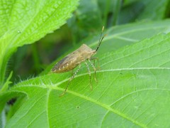 Anasa repetita