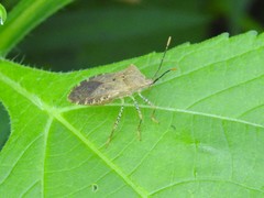 Anasa repetita