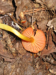 Hygrocybe
