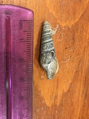 Ophiodermella inermis