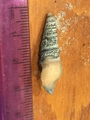 Ophiodermella inermis