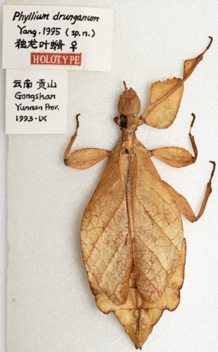 Phyllium drunganum