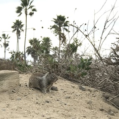 Otospermophilus beecheyi