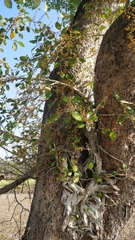 Ficus tinctoria gibbosa