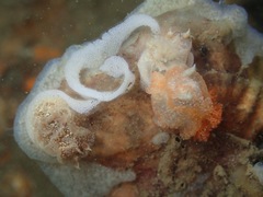 Goniodoris castanea