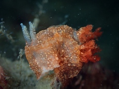Goniodoris castanea