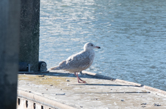 Larus glaucescens × hyperboreus