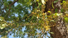 Ficus tinctoria gibbosa