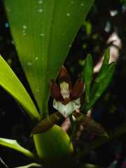 Aspasia epidendroides