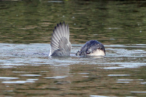 North American River Otter photographed in Oregon