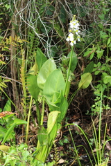 Sagittaria