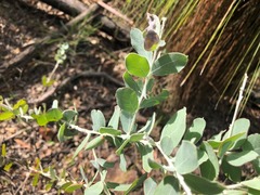 Acacia podalyriifolia
