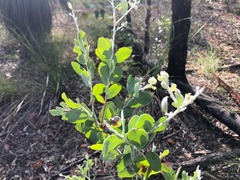 Acacia podalyriifolia