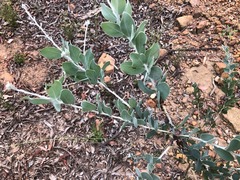 Acacia podalyriifolia