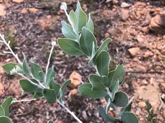 Acacia podalyriifolia