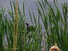 Podiceps auritus cornutus
