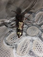 Euryscelis suturalis