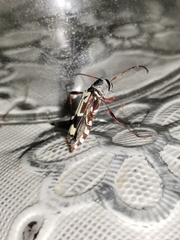 Euryscelis suturalis