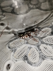 Euryscelis suturalis