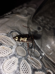 Euryscelis suturalis