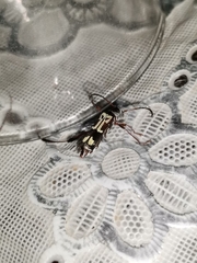 Euryscelis suturalis