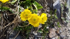 Ranunculus macauleyi