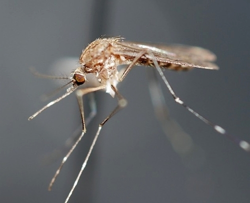 Western Encephalitis Mosquito photo 6