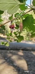 Ribes amarum
