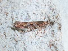 Aristotelia rubidella