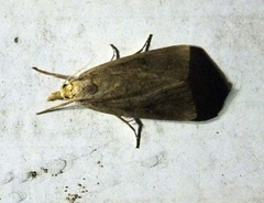 Lepidoptera