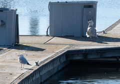 Larus glaucescens × hyperboreus