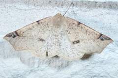 Caripeta triangulata