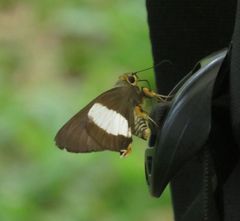 Coeliades forestan forestan