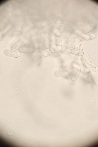 Trichoderma avellaneum image