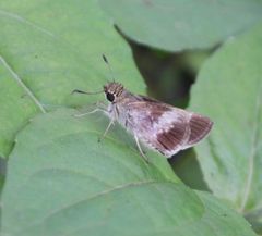 Platylesches moritili