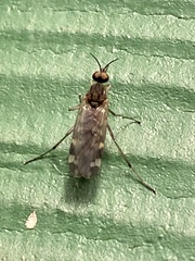 Sylvicola alternatus