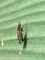 Sylvicola alternatus