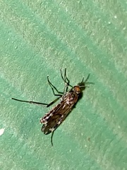 Sylvicola alternatus