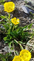 Ranunculus macauleyi