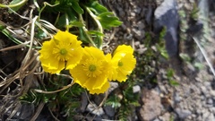 Ranunculus macauleyi