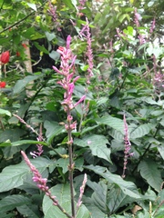Odontonema callistachyum