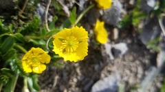 Ranunculus macauleyi