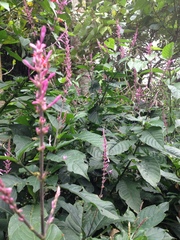Odontonema callistachyum