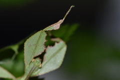 Cryptophyllium limogesi