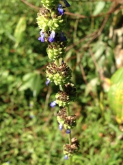 Salvia lasiocephala