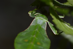 Cryptophyllium limogesi