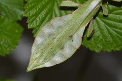 Cryptophyllium limogesi