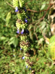 Salvia lasiocephala
