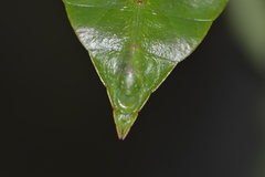 Cryptophyllium limogesi