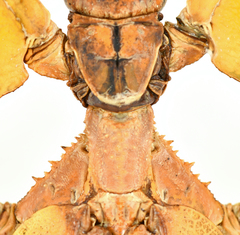 Cryptophyllium limogesi